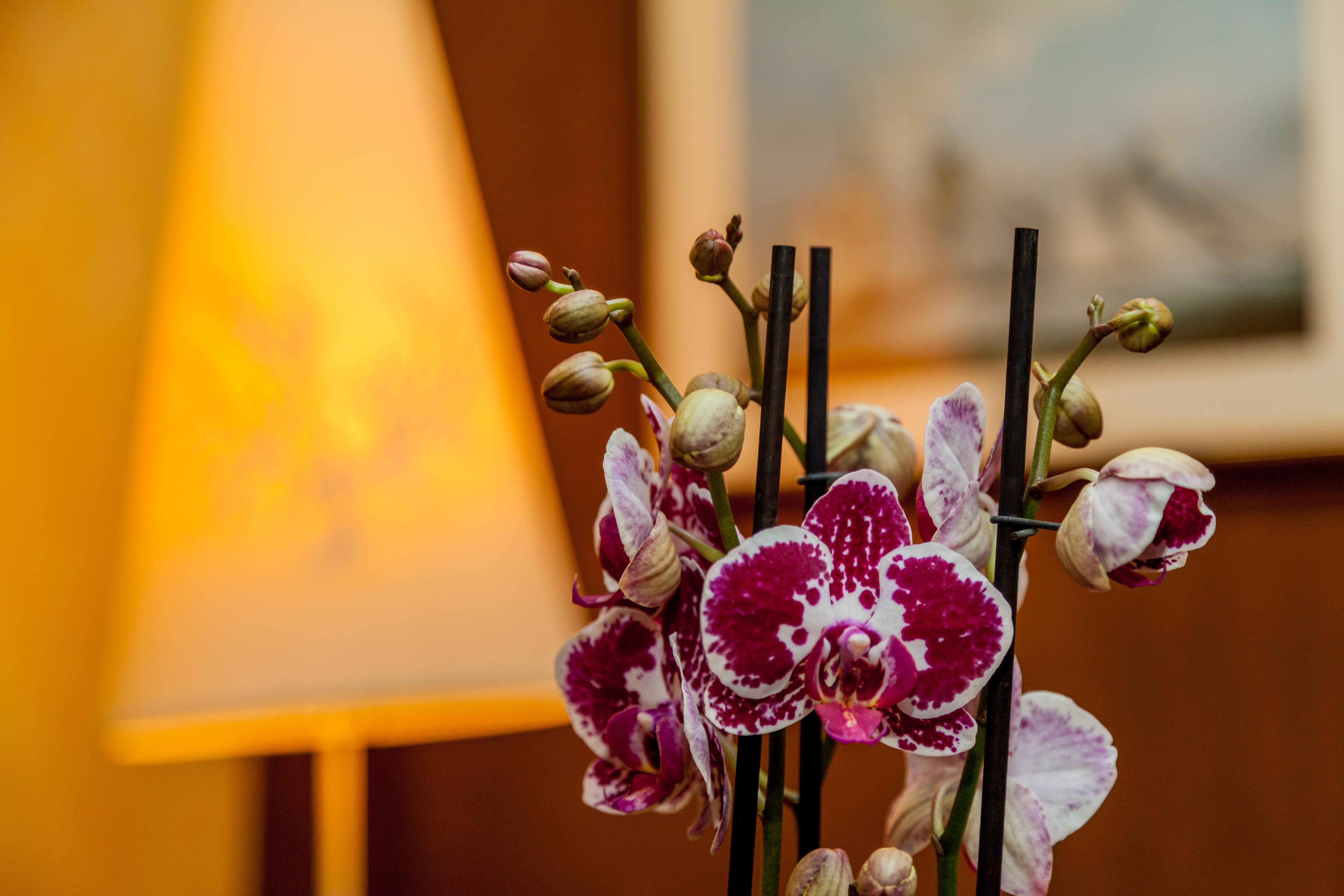 La Vecchia Fonte Boutique Hotel Palau Eksteriør billede